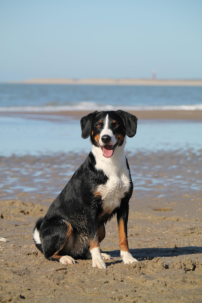 About dog, beach, sea, domestic animal, animal, water, appenzeller, nature, mountain dog, pet, portrait
